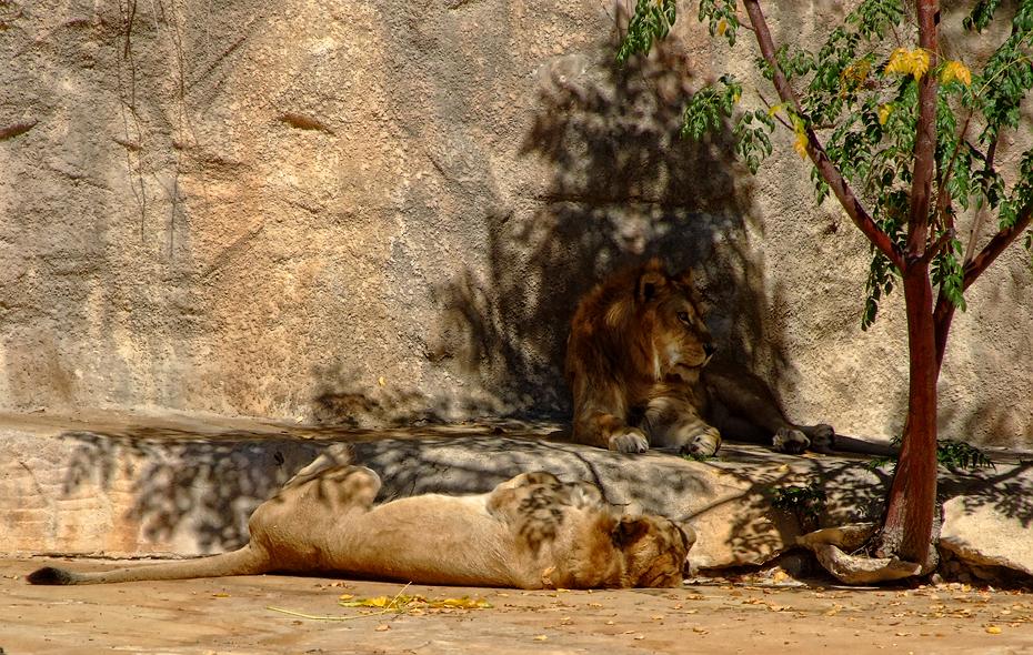 Löwen im San Antonio Zoo, San Antonio, TX