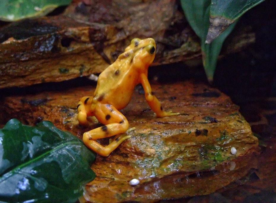 Pfeilgiftfrosch im San Antonio Zoo, San Antonio, TX