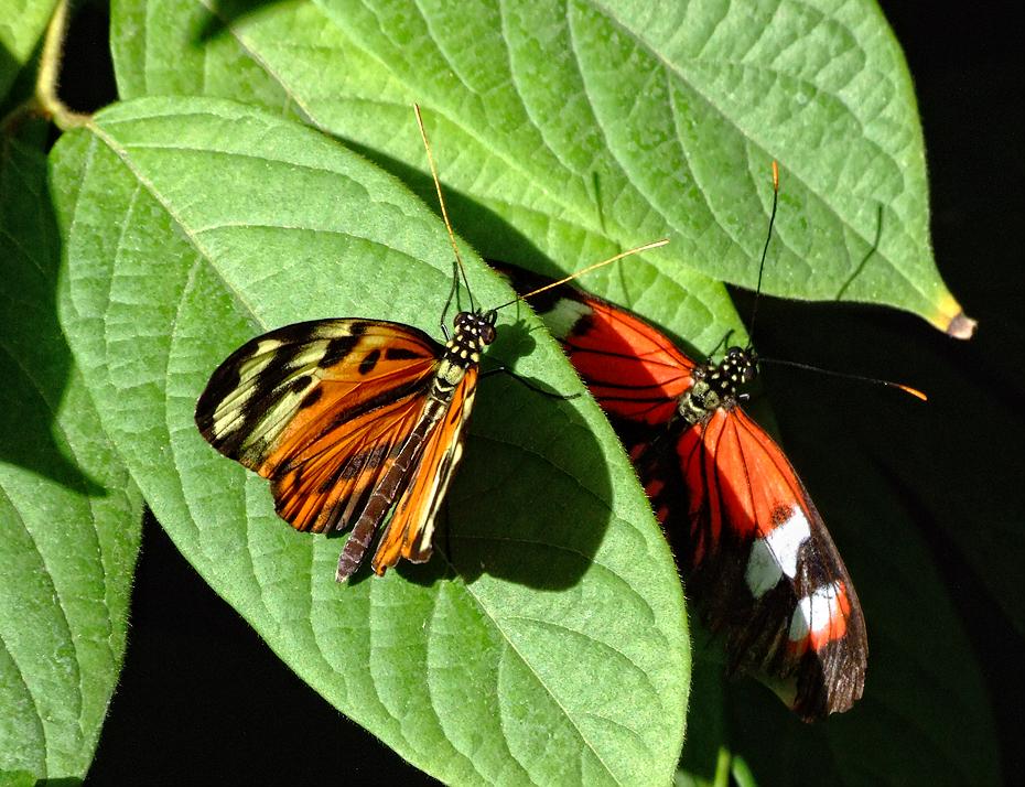 Schmetterling im San Antonio Zoo, San Antonio, TX