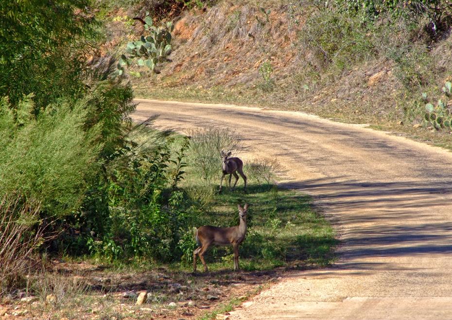 Rehe auf der Willow City Loop, TX