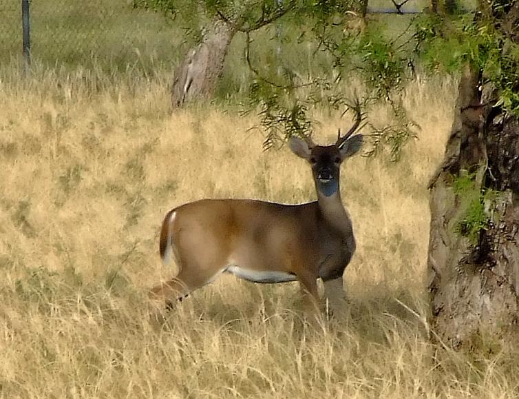 Reh neben dem Campingplatz, San Angelo, TX