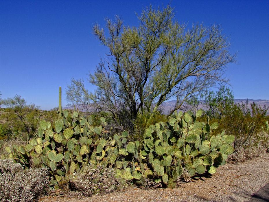 Kakteen im Saguaro NP, AZ