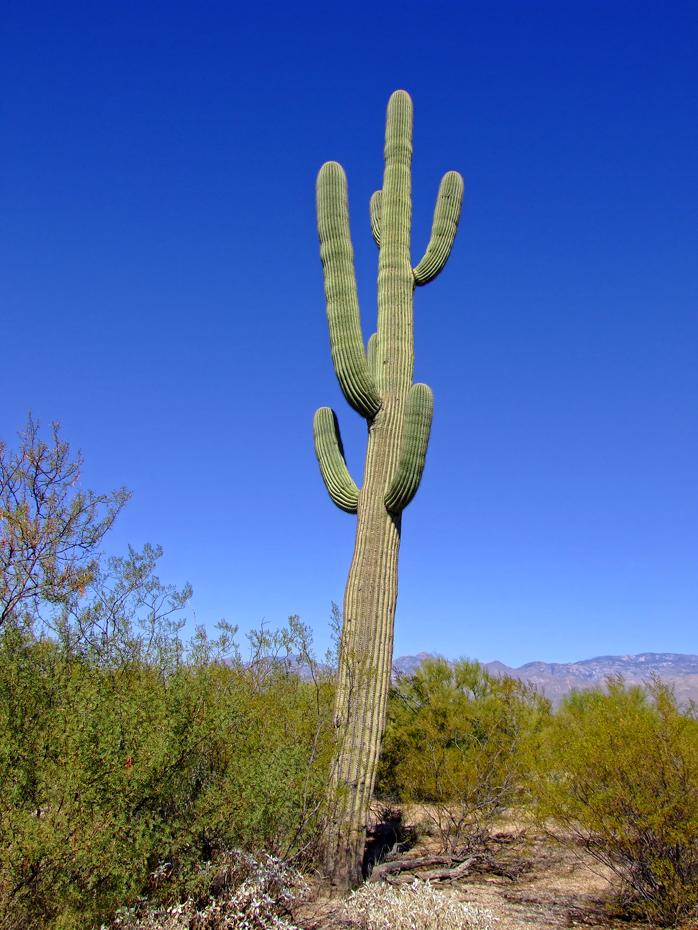 Saguaro im Saguaro NP, AZ
