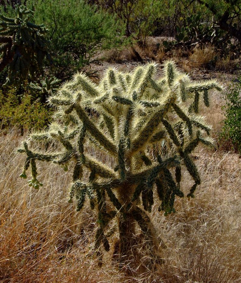 Teddy Bear Cholla im Saguaro NP, AZ