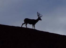 Rehbock beim Campingplatz im Capitol Reef NP, UT