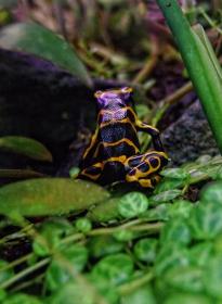 Pfeilgiftfrosch, Denver Botanical Garden, Denver, CO