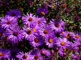 Blumen, Denver Botanical Garden, Denver, CO