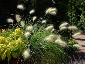 'böse' Blumen, Denver Botanical Garden, Denver, CO
