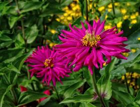 Blumen, Denver Botanical Garden, Denver, CO