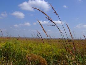 Gras im im Tallgrass NPS, KS
