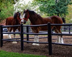 Clydesdales, Anheuser Busch Brauerei, St. Louis, MO