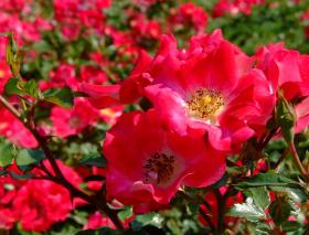 Blumenmeer im Missouri Botanical Garden, St. Louis, MO