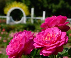 Blumen mit Kunstwerk im Missouri Botanical Garden, St. Louis, MO