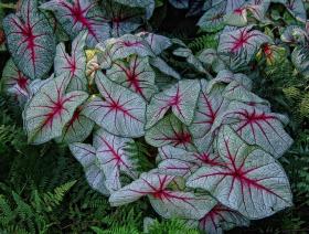 Elefantenohren, Missouri Botanical Garden, St. Louis, MO