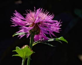 Blume, Missouri Botanical Garden, St. Louis, MO