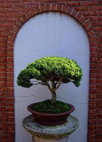 Bonsai, Missouri Botanical Garden, St. Louis, MO