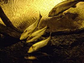 Fische im Fluß des Georgia Aquariums, Atlanta, GA