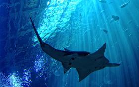 Sägefisch im Georgia Aquarium, Atlanta, GA