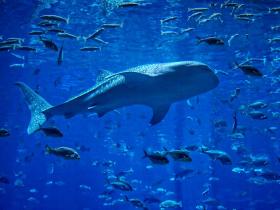 Walhai im Georgia Aquarium, Atlanta, GA