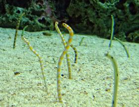 Seenadeln im Georgia Aquarium, Atlanta, GA