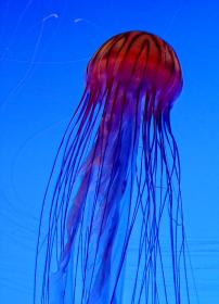 Qualle im Georgia Aquarium, Atlanta, GA