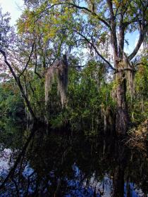 Kanal im Okefenokee Swap, GA