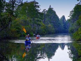 Paddler im Okefenokee Swap, GA
