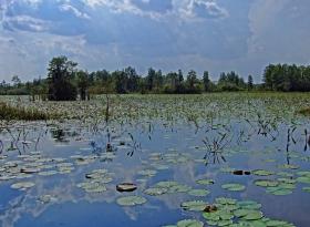 See im Okefenokee Swap, GA