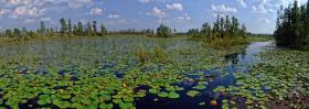 See im Okefenokee Swap, GA