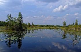 See im Okefenokee Swap, GA