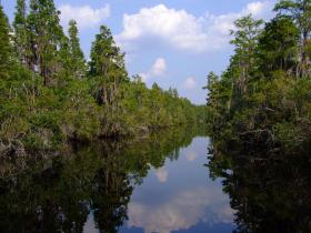 Kanal im Okefenokee Swap, GA