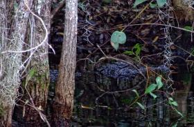 Alligator im Okefenokee Swap, GA