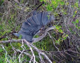 Reiher im Abflug, Okefenokee Swap, GA