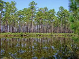 See im Okefenokee Swap, GA