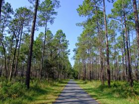 Straße im Okefenokee Swap, GA