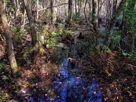 Blick vom Boardwalk, Okefenokee Swap, GA