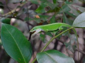 Eidechse mit Beute, Okefenokee Swap, GA