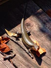 Skink im Okefenokee Swap, GA