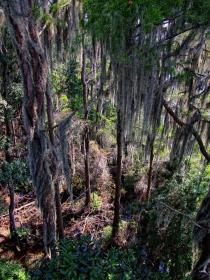 Blick vom Aussichtsturm, Okefenokee Swap, GA