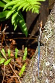 Skink im Okefenokee Swap, GA