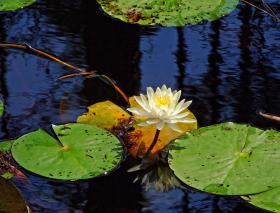 Seerose im Okefenokee Swap, GA