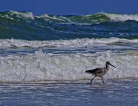 Vogel am Strand, Fort Mantanza NM, FL