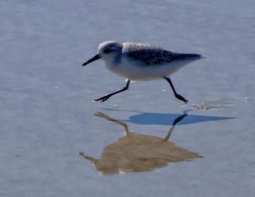 Vogel am Strand beim Fort Mantanza NM, FL