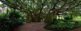 Banyan Baum im Cypress Garden, FL