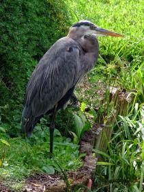 Vogel im Cypress Garden, FL