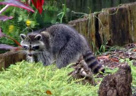 Waschbär im Cypress Garden, FL