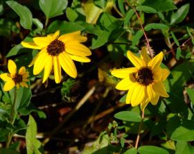 Blumen im Bok Tower Sanctuary, FL
