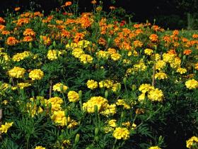 Blumenmeer im Bok Tower Sanctuary, FL