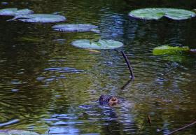 Alligator im Bok Tower Sanctuary, FL