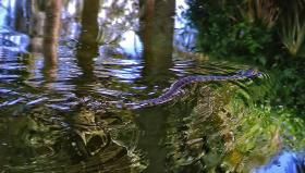 Wasserschlange im Bok Tower Sanctuary, FL